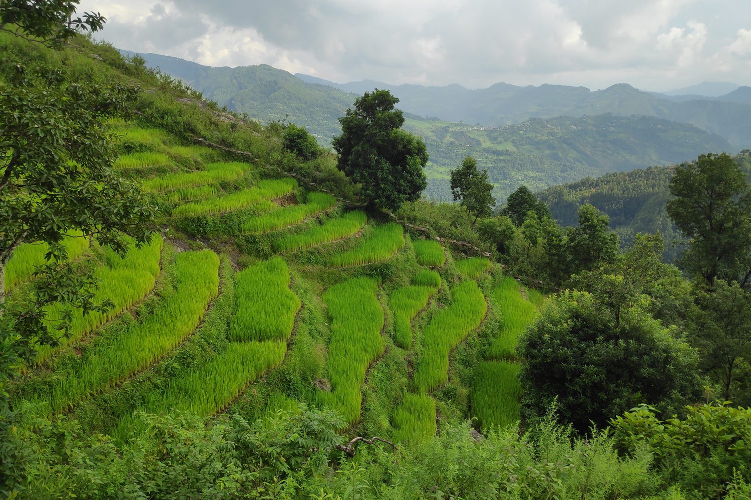 Terraced paddy fields on the hills of Gorkha district